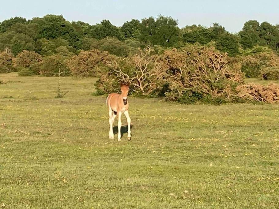 벌리 Holmans New Forest 빌라 외부 사진